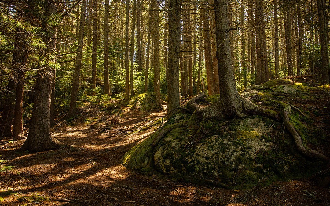 FSC: nuestra garantía de ética y sostenibilidad